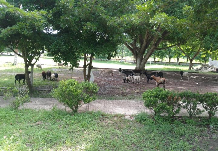 Borregos invaden la Unidad Deportiva en Tampacán