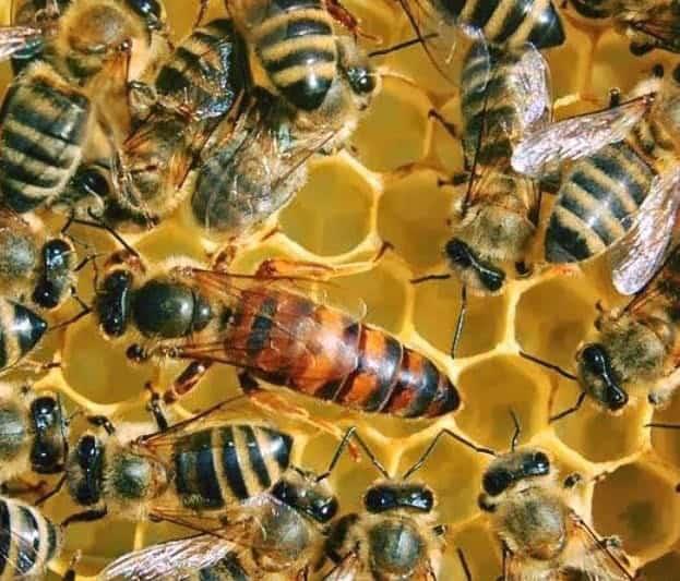 Importancia de las abejas, en México