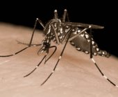 Mil casos de dengue   