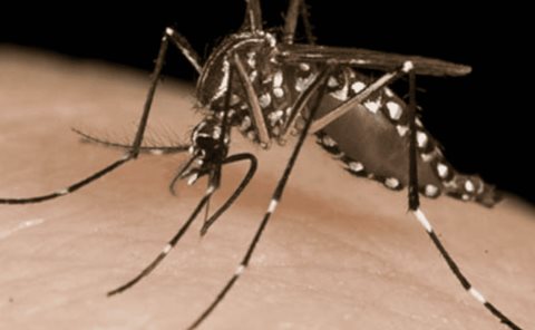 Mil casos de dengue   
