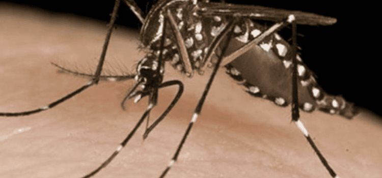 Mil casos de dengue   