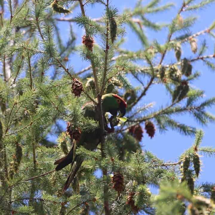 Urge proteger aves en zonas serranas