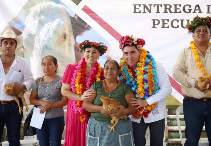 Vientres ovinos y aves de doble propósito, para habitantes de Jaltocán