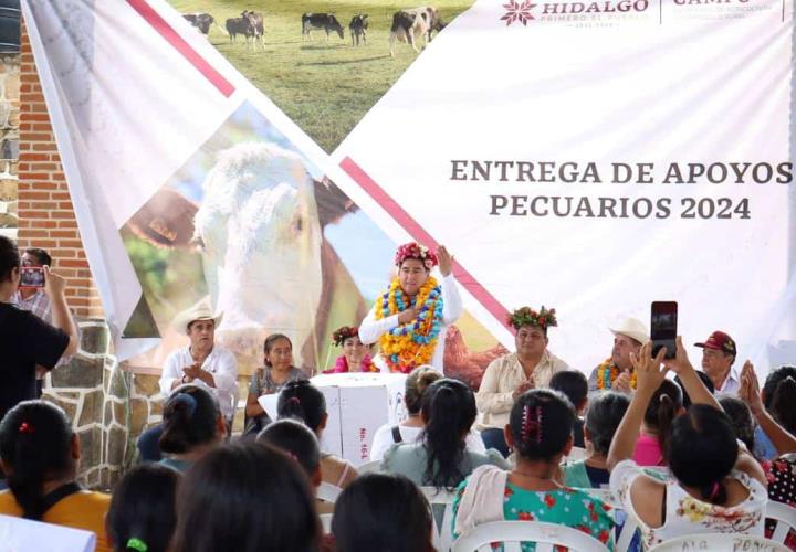 Vientres ovinos y aves de doble propósito, para habitantes de Jaltocán