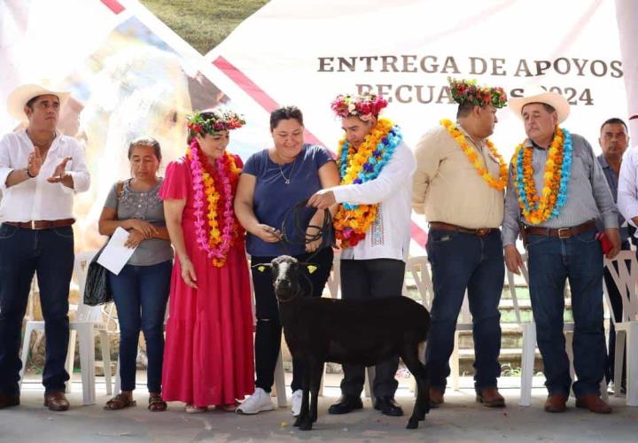 Vientres ovinos y aves de doble propósito, para habitantes de Jaltocán