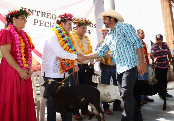 Vientres ovinos y aves de doble propósito, para habitantes de Jaltocán