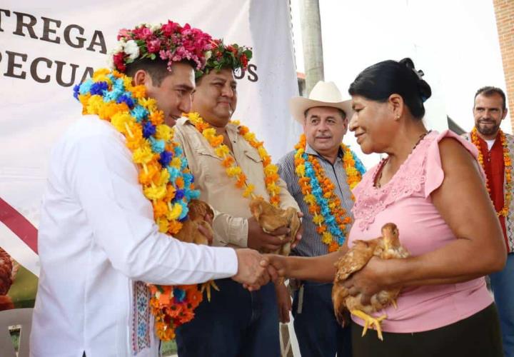 Vientres ovinos y aves de doble propósito, para habitantes de Jaltocán