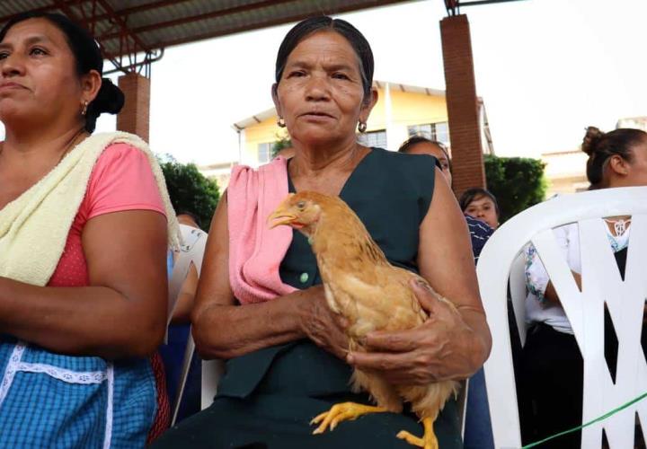 Vientres ovinos y aves de doble propósito, para habitantes de Jaltocán