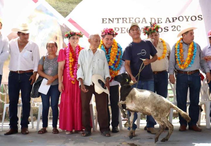 Vientres ovinos y aves de doble propósito, para habitantes de Jaltocán