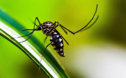 Alerta: Dengue hemorrágico en la mancha urbana 
