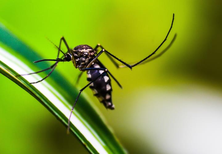 Alerta: Dengue hemorrágico en la mancha urbana 