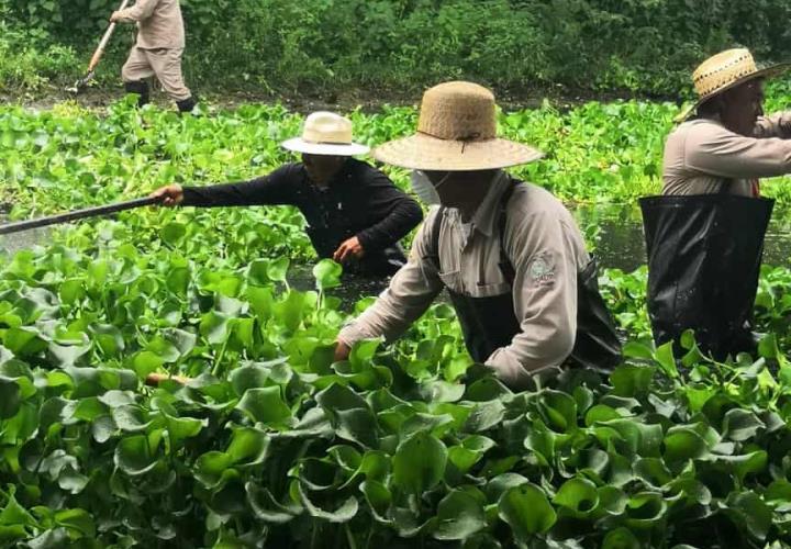 Presa Endhó, libre del lirio acuático en un 98 %