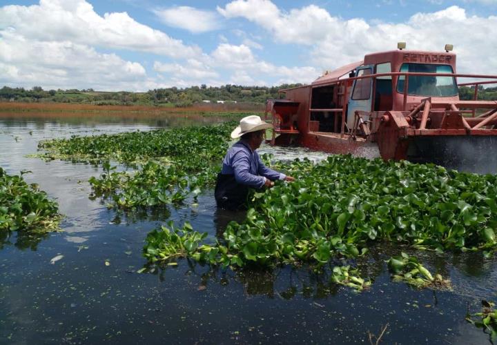 Presa Endhó, libre del lirio acuático en un 98 %