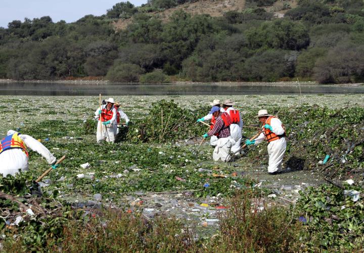 Presa Endhó, libre del lirio acuático en un 98 %