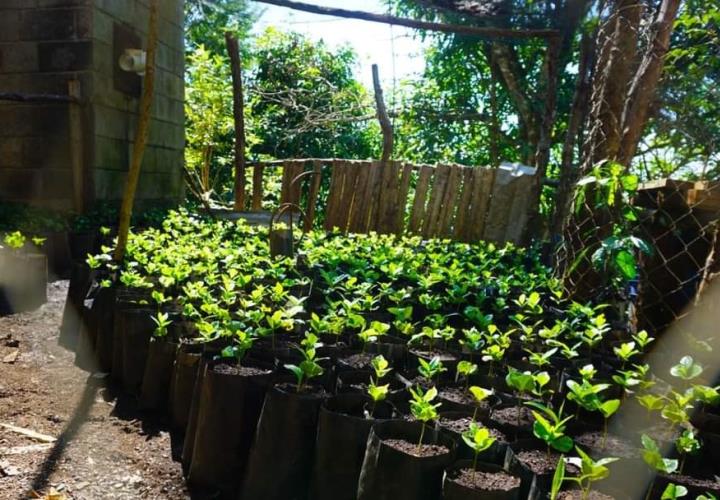 Entregarán a familias proyecto de cafeticultores 