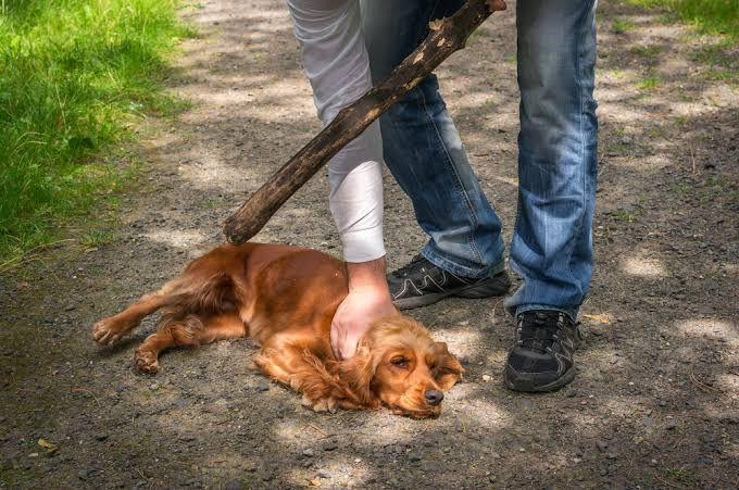 Exhortan a denunciar el maltrato animal 