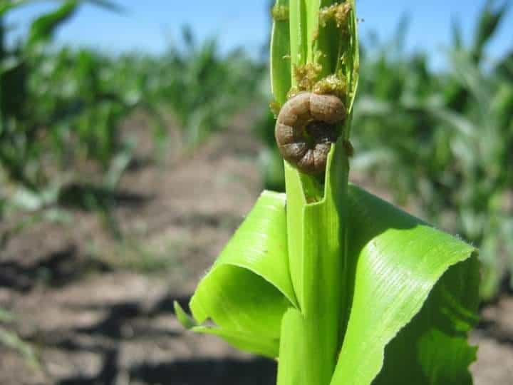 Combaten plaga gusano en maíz