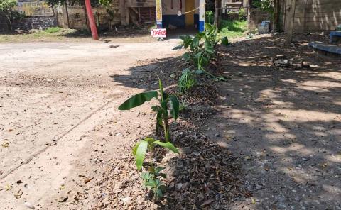 Reforestación en la Plazoleta por parte de comerciantes