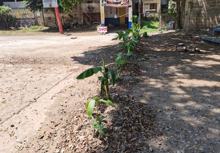 Reforestación en la Plazoleta por parte de comerciantes