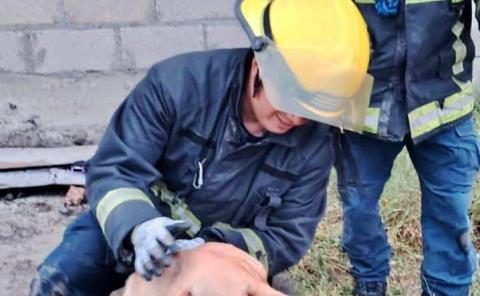 Bomberos rescatan a canino que cayó a una cisterna