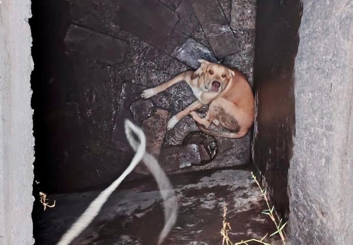 Bomberos rescatan a canino que cayó a una cisterna