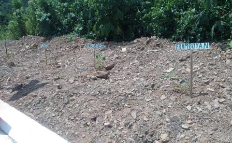 Grupos de sembrando vida plantaron árboles en la supercarretera