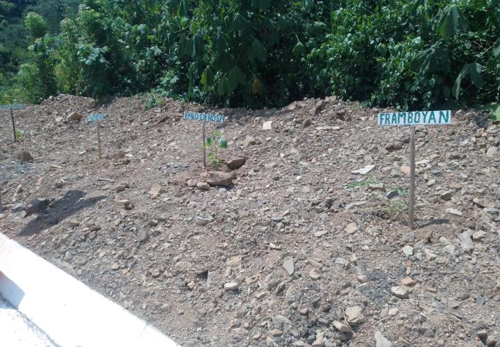 Grupos de sembrando vida plantaron árboles en la supercarretera