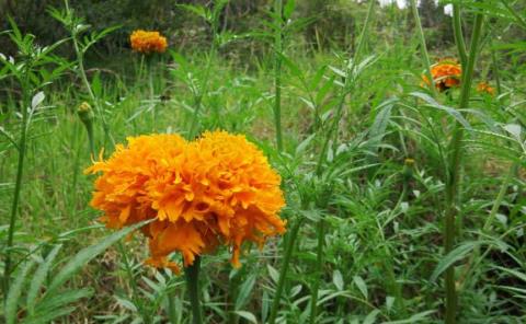 Lluvias podrían dañar la flor de cempasúchil 
