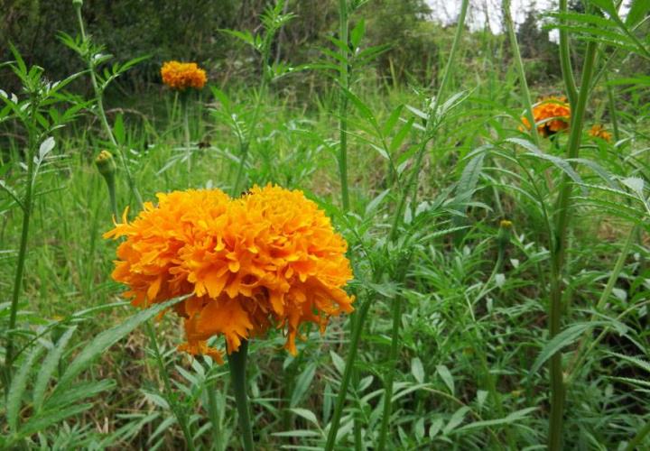 Lluvias podrían dañar la flor de cempasúchil 