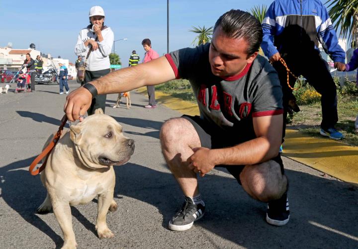 Invita la SSH a prevenir mordeduras de animales