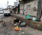 Más de 2 mil 500 perros callejeros