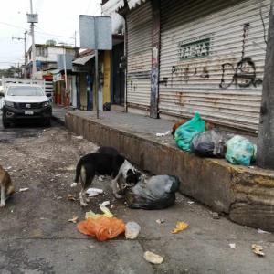 Más de 2 mil 500 perros callejeros