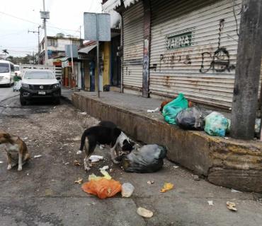 Más de 2 mil 500 perros callejeros