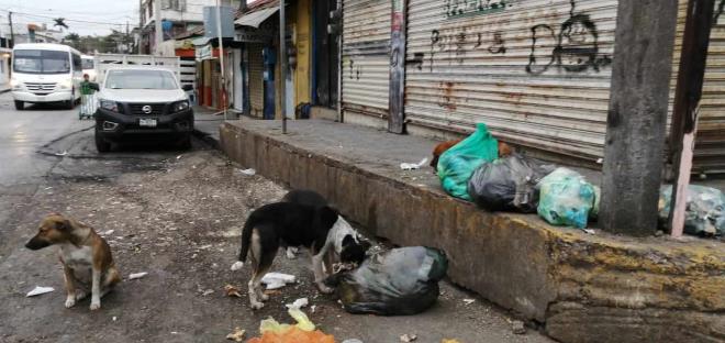 Más de 2 mil 500 perros callejeros