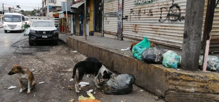 Más de 2 mil 500 perros callejeros