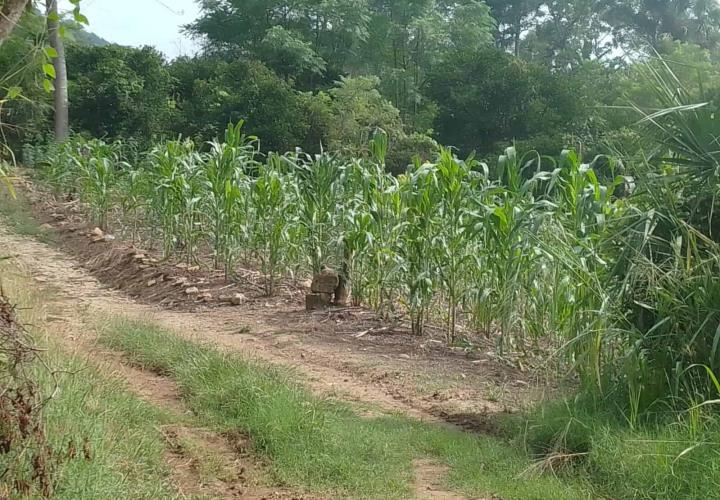 Animales dañan las siembras en San Martín Chalchicuautla