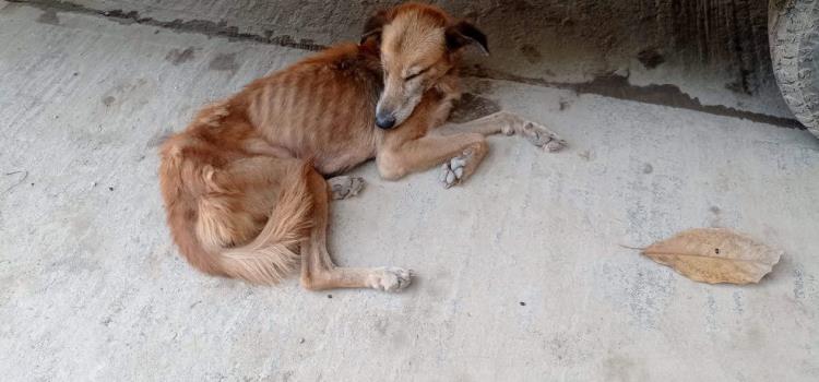 Alerta por brote de pulgas en canes 