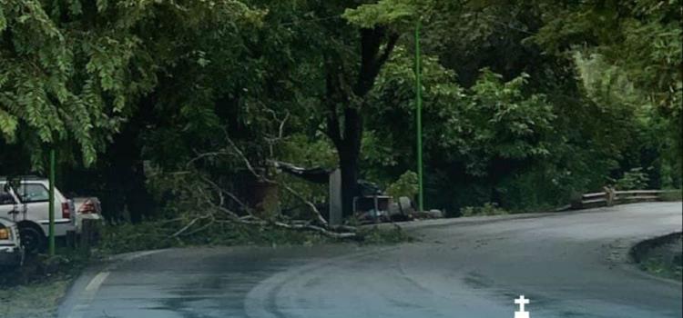 Por caída de ramas piden a conductores manejar con precaución 