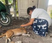 Denuncian a ‘mata perros’