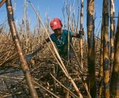 Laboran niños en el corte de caña