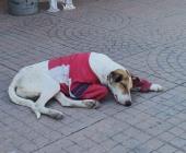 Alimentos mortales para las mascotas