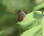 Mariposas sedosas al borde de la extinción